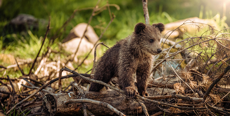 Le « Rewilding », la solution pour la biodiversitÉ ? ?